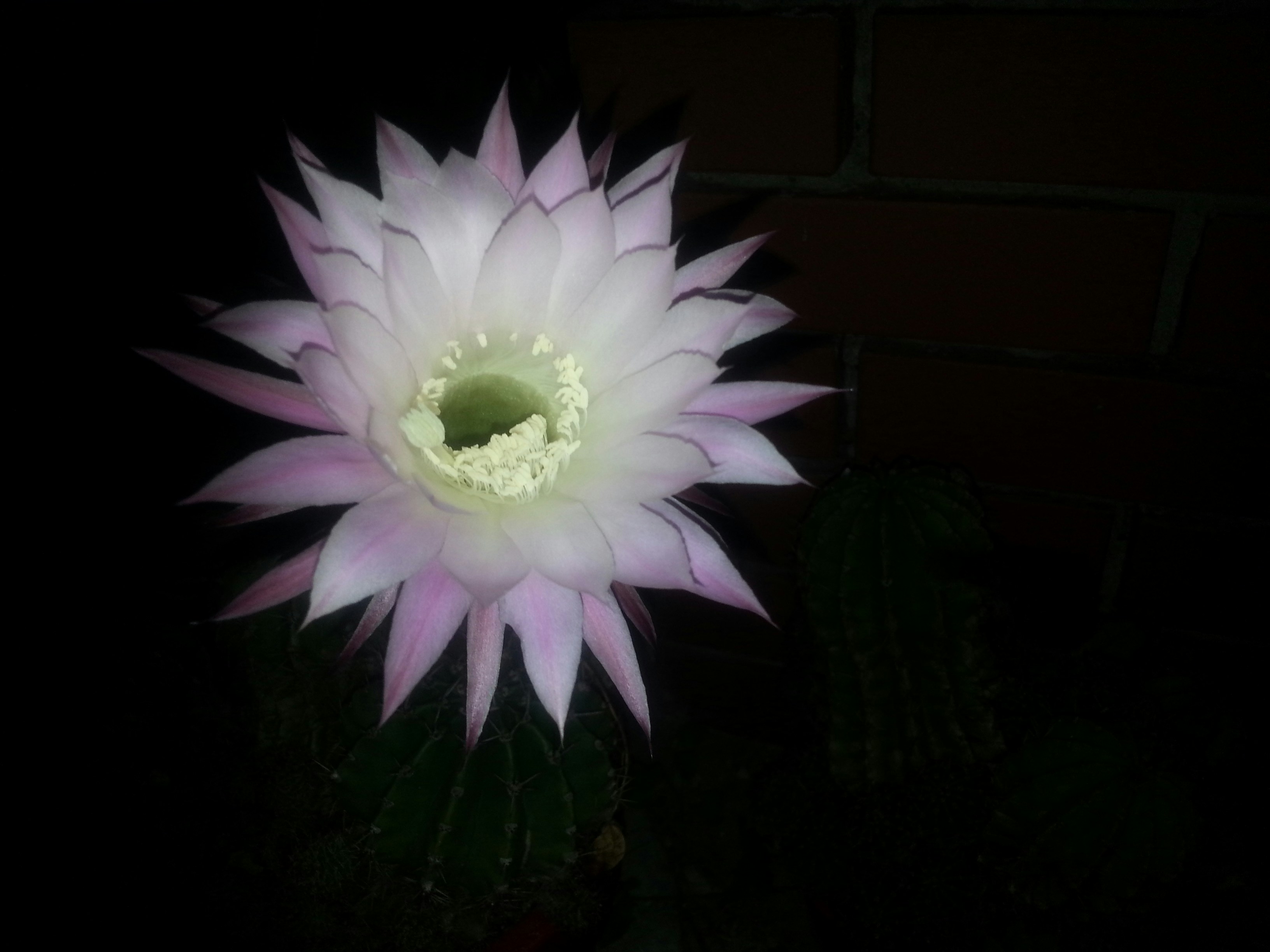 Night blooming cactus flowers in full bloom