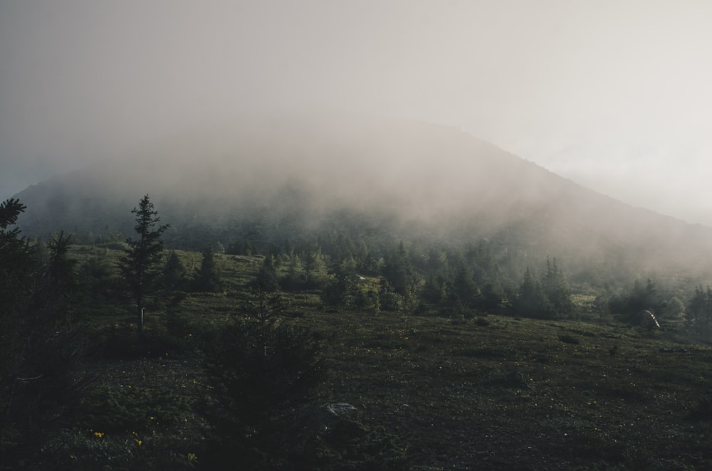 trees covering with fog