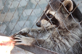 A friendly animal control officer gently handling a rescued raccoon outdoors.