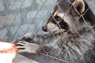 A technician in a uniform gently rescuing a trapped raccoon from a residential backyard.