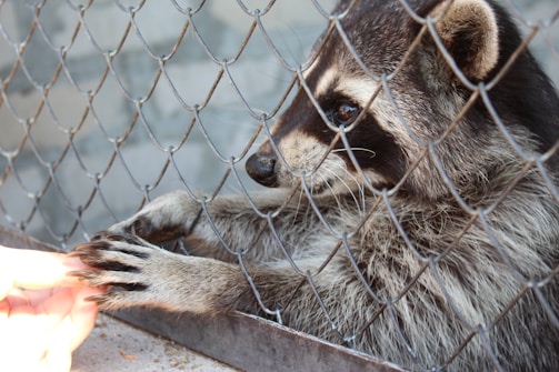 A friendly animal control officer gently handling a rescued raccoon outdoors.