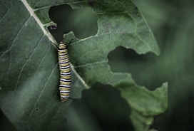 white, yellow, and black worm