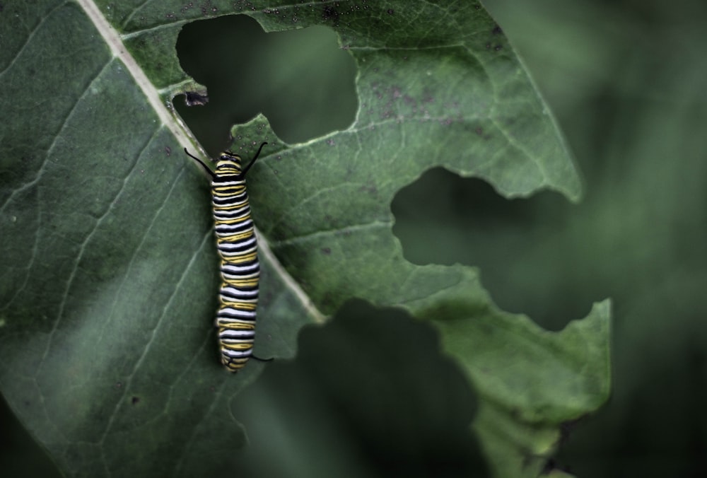 white, yellow, and black worm