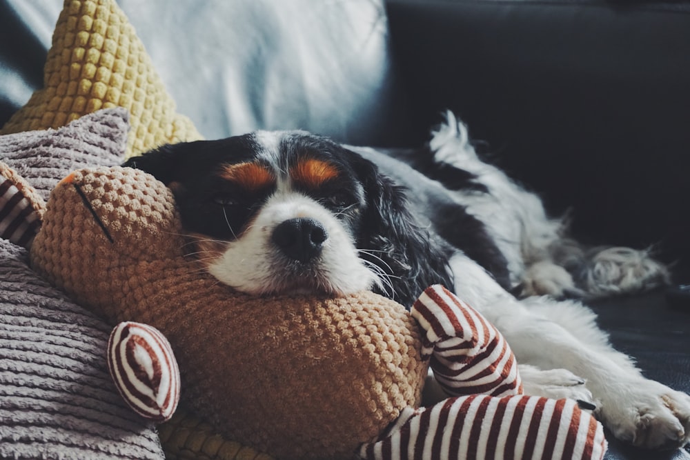 white and black Cavalier King Charles spaniel lying on sofa inside the room