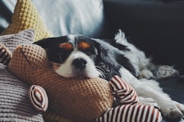 A black and white dog is comfortably resting on a couch with its head on a plush toy. The dog appears to be in a relaxed state, surrounded by soft, textured pillows in various shades. The plush toy has a knitted appearance with striped arms.