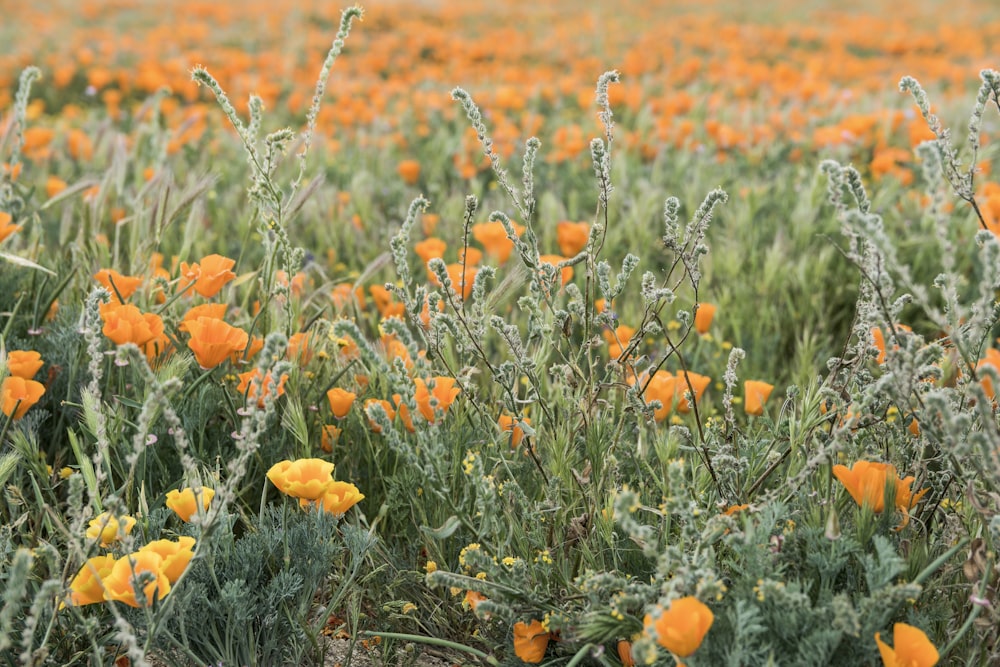 landscape photo of yellow flower field