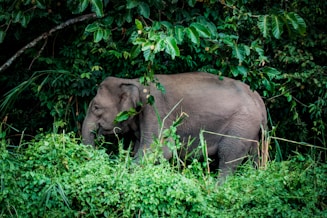photo of gray elephant near trees