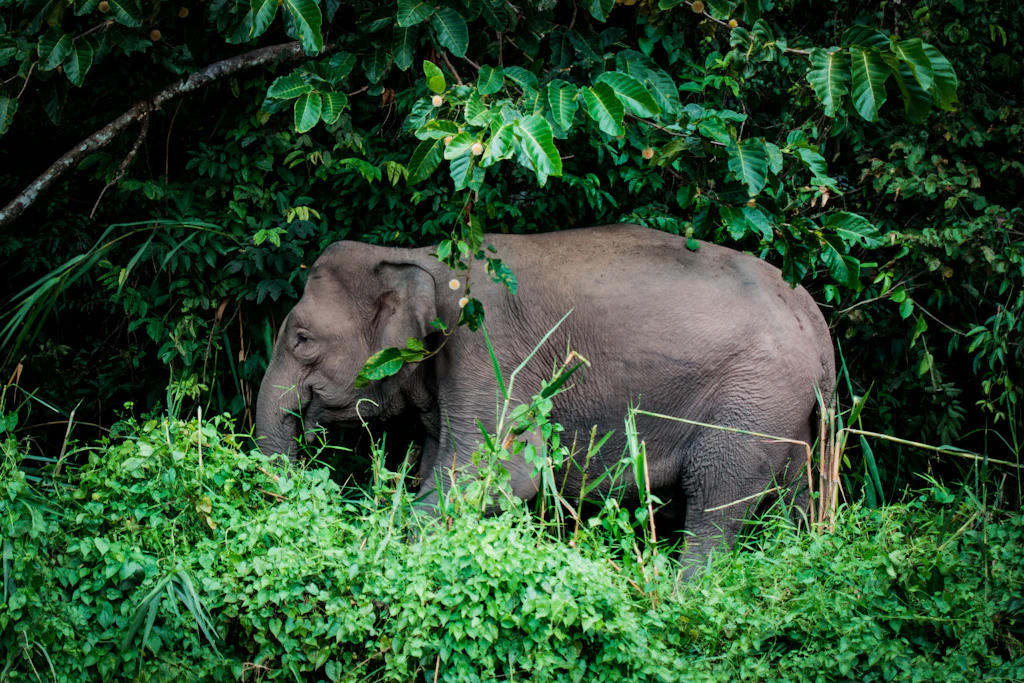 A Bornean elephant feeding in dense green vegetation beside the Kinabatangan River