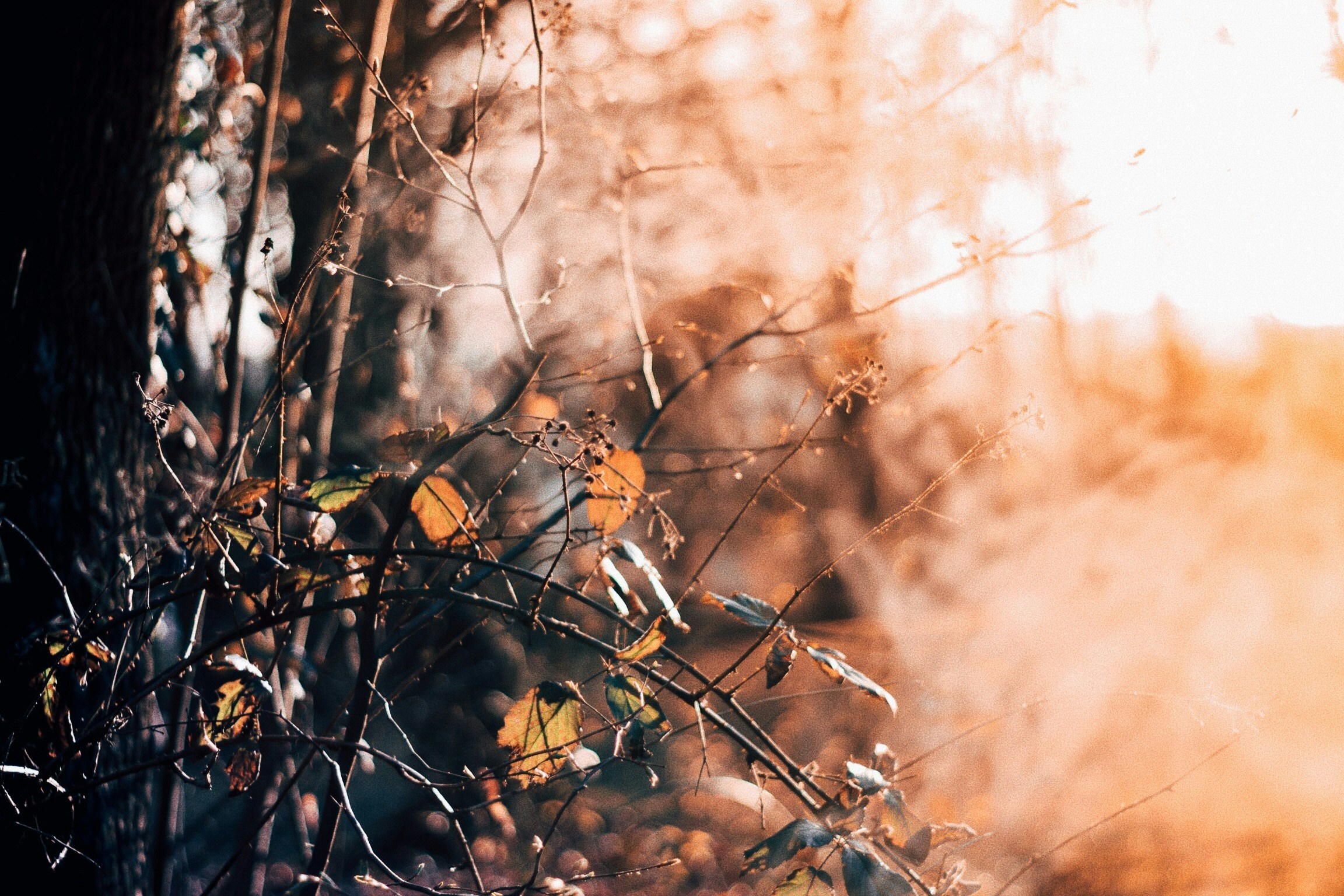 Forest Whisper Print