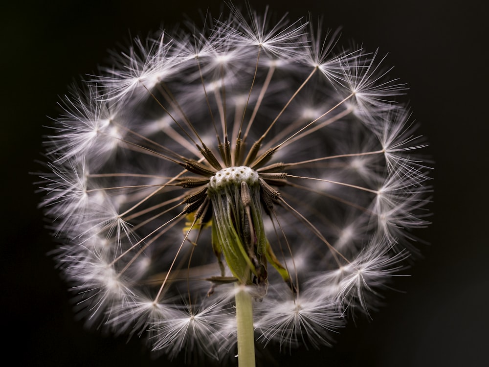 white flower