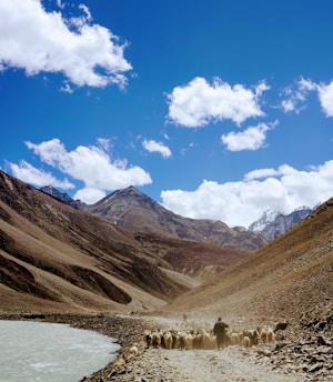 herd on sheep on brown mountain