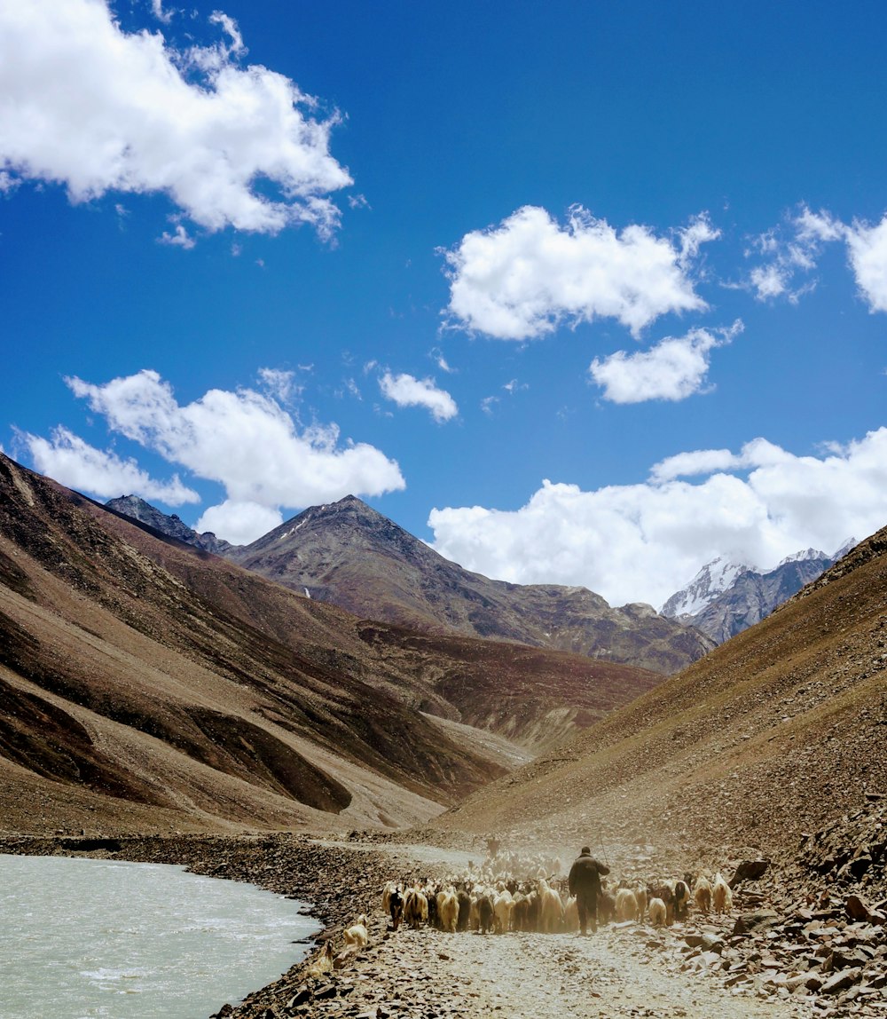 herd on sheep on brown mountain