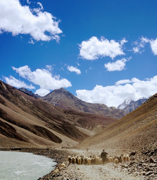 herd on sheep on brown mountain in Spiti Valley India