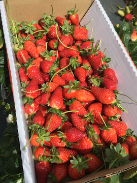 Close-up of premium dried strawberries packed in elegant golden boxes.