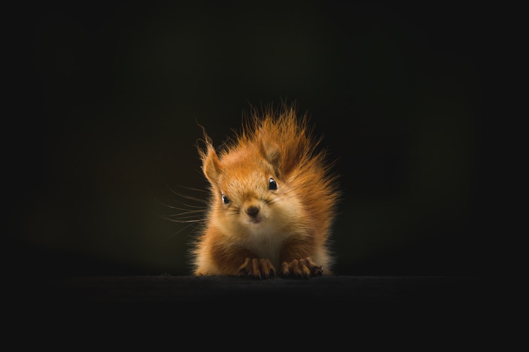 red squirrel peering out perched on shelf
