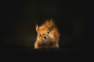 wildlife photography,how to photograph the staring squirrel; brown squirrel on black background