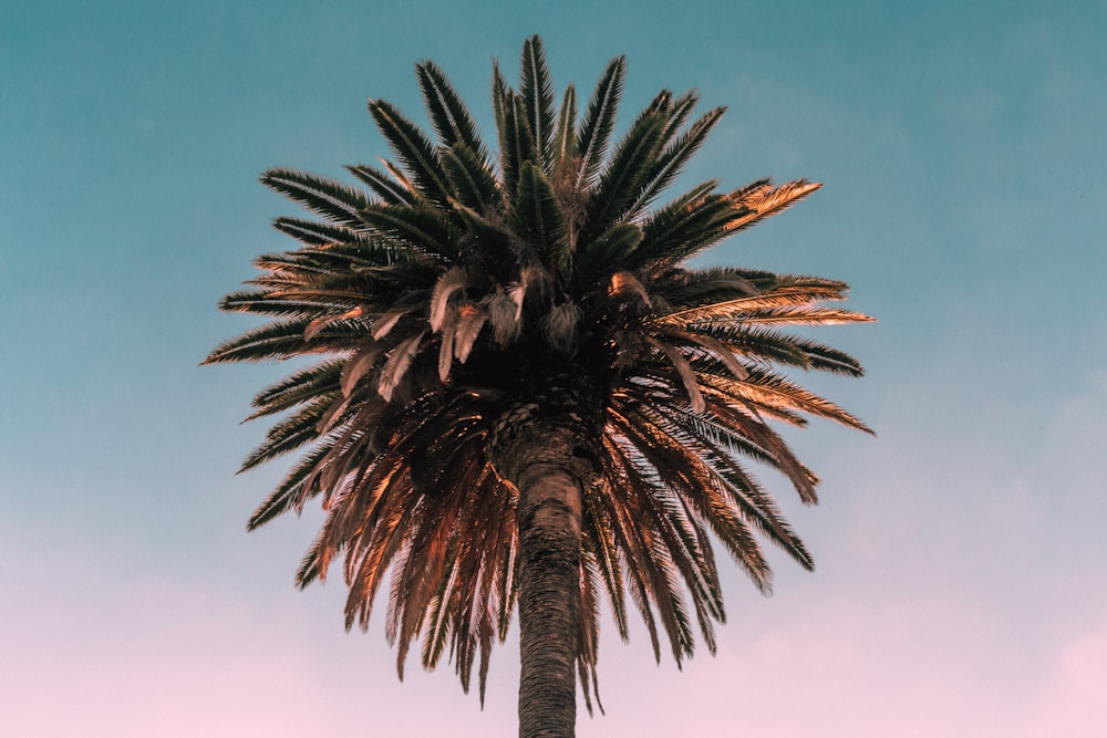 Fotografía de ángulo bajo de árbol marrón