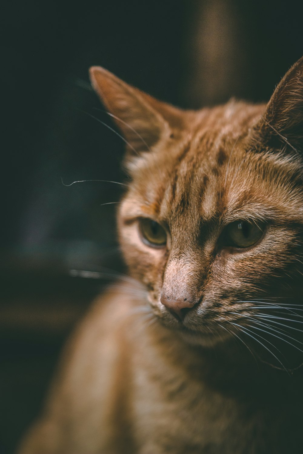 fotografia de closeup do gato tabby laranja