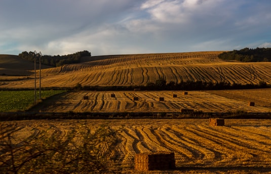 A picturesque view of organic grain fields at Ferme de Promelles.