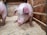 A pig is standing in a wooden enclosure filled with wood shavings. The pig has a pink complexion with dark spots and is looking slightly downward. The wooden walls of the pen are visible, displaying a rustic and rough texture.