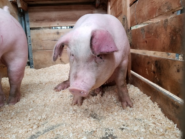 A pig is standing in a wooden enclosure filled with wood shavings. The pig has a pink complexion with dark spots and is looking slightly downward. The wooden walls of the pen are visible, displaying a rustic and rough texture.