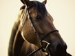 A close-up of an Arabian horse's head showcasing its features.