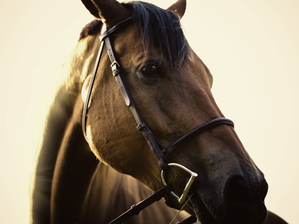 Foto de primer plano del caballo marrón