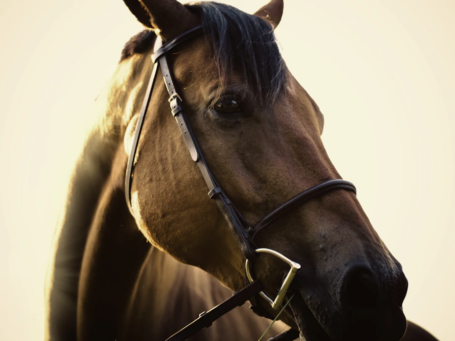 Bay horse portrait, one of the Chasing Dreams Equestrian lesson and show horses