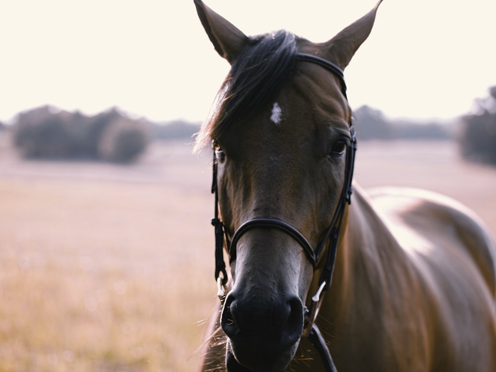 Stehendes braunes und schwarzes Pferd in der selektiven Fokusfotografie