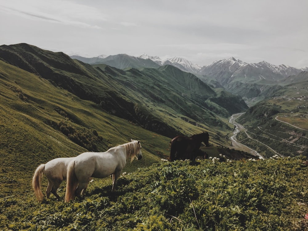 dois cavalos brancos e um marrom em plantas de folhas verdes