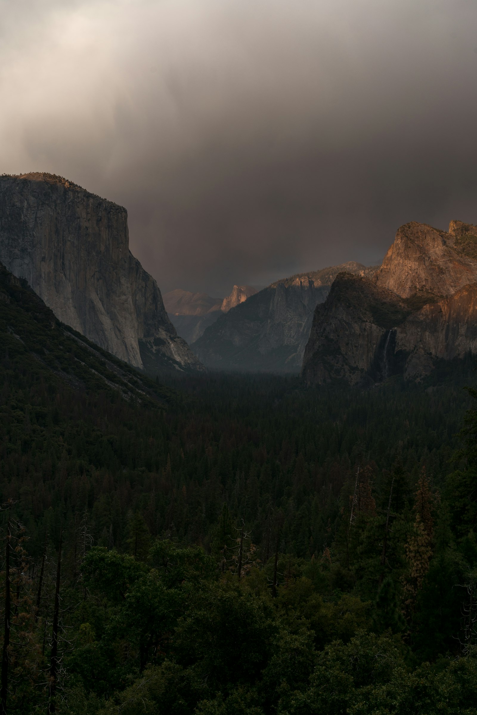 Sony a7R II + Sony Sonnar T* FE 35mm F2.8 ZA sample photo. Pine tree mountain photography