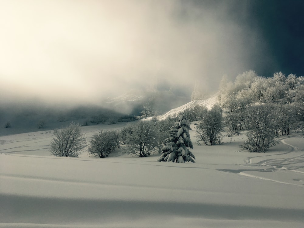 snow covered trees on mountain