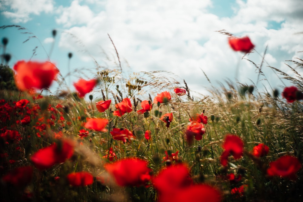 foto de closeup do campo de flores de pétalas vermelhas sob nuvens brancas