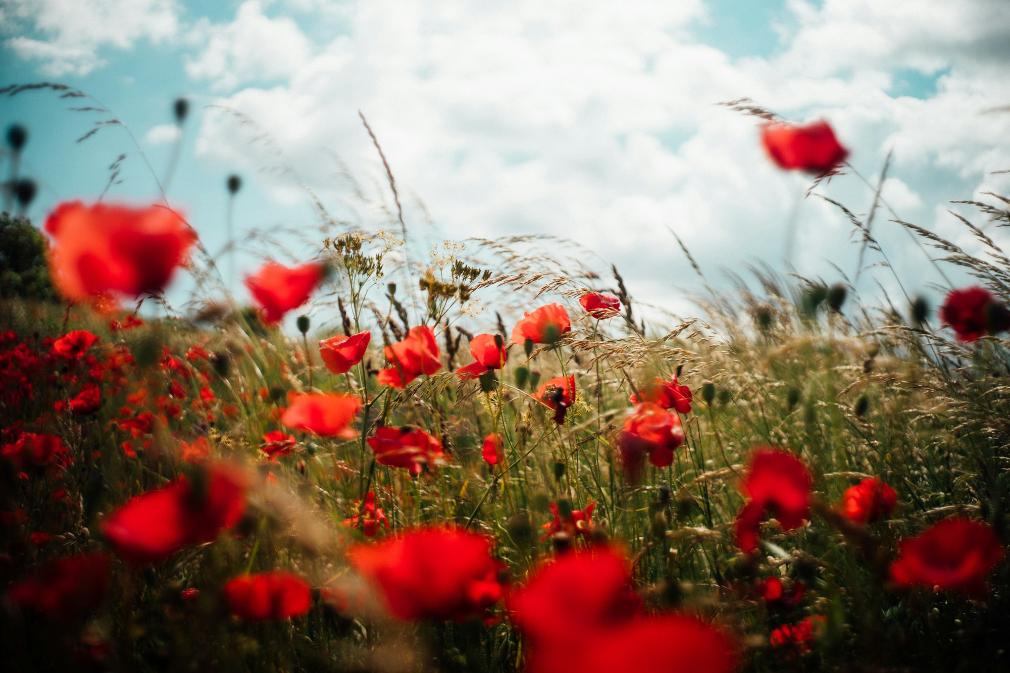 Flowers