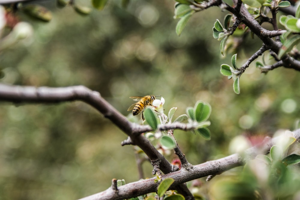 Flor polinizadora de abejas