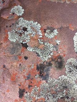 The image displays various types of lichen growing on a rock surface, with intricate shapes and patterns in shades of white, green, and orange.