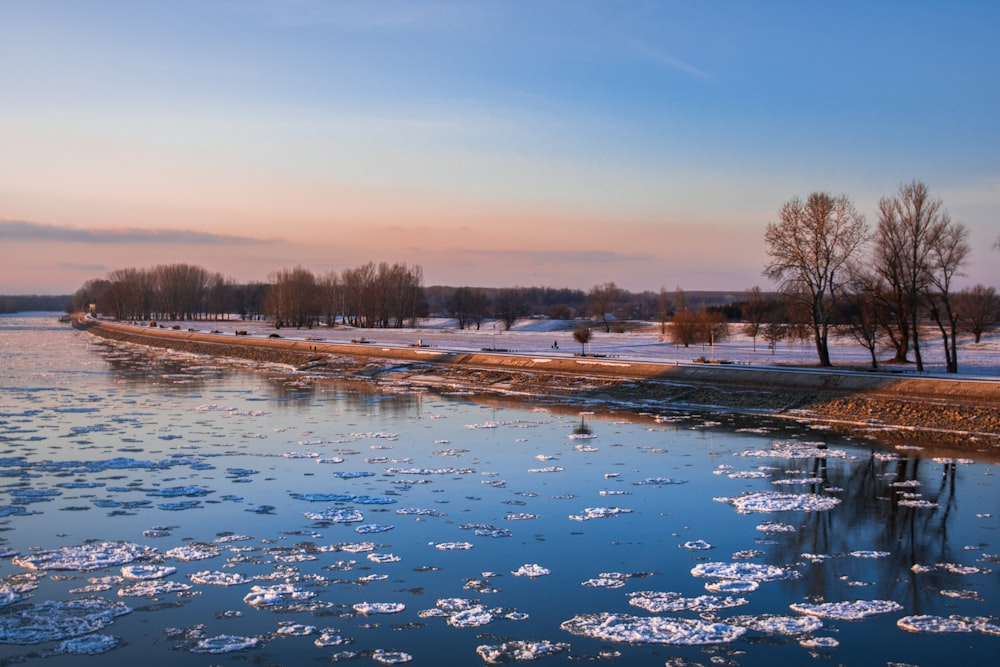 Árboles marrones junto al río durante el día