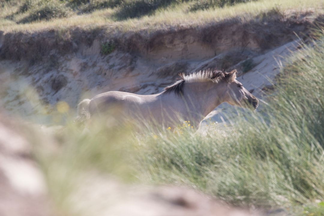 Wildlife photo spot Wassenaarseslag Zandvoort