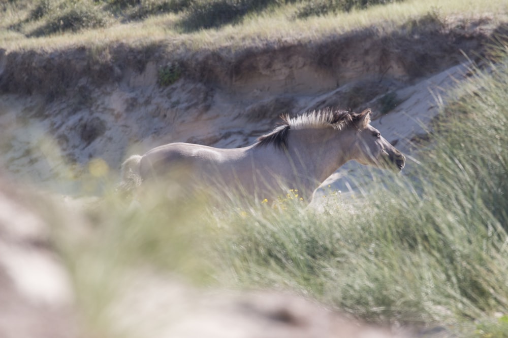 beige horse near grasses during daytime