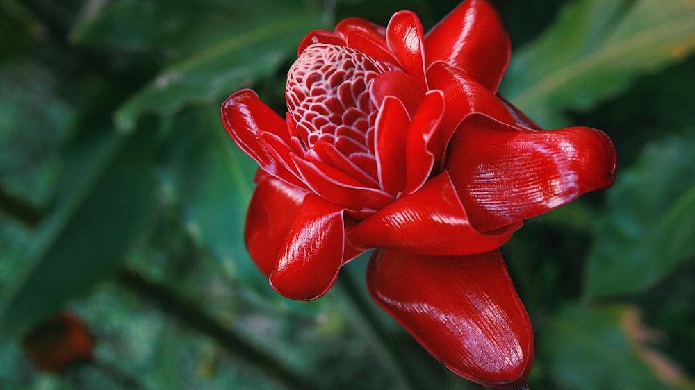 red flower