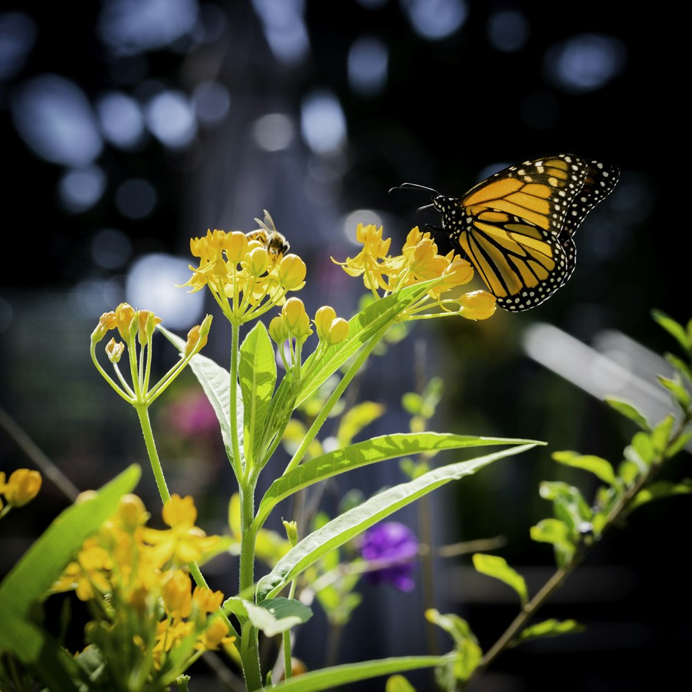 foto de closeup da borboleta amarela e preta em flores amarelas