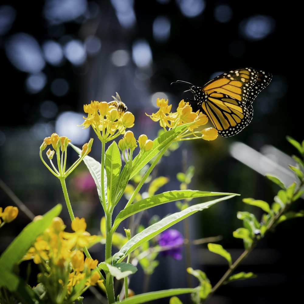 closeup photo of yellow and black butterfly on yellow flowers