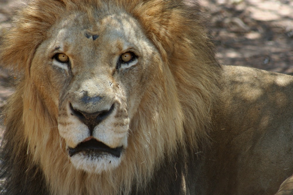 closed-up photo of lion