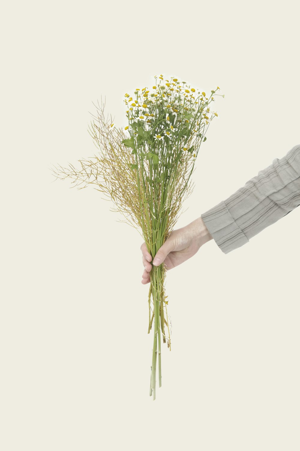 person holding bouquet of daisy flowers