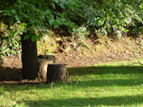 Sunlight filtering through trees onto a shovel-ready plot marked with stakes.
