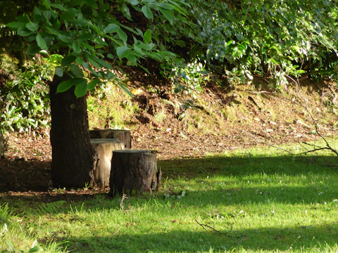Sunlight filtering through trees onto a shovel-ready plot marked with stakes.