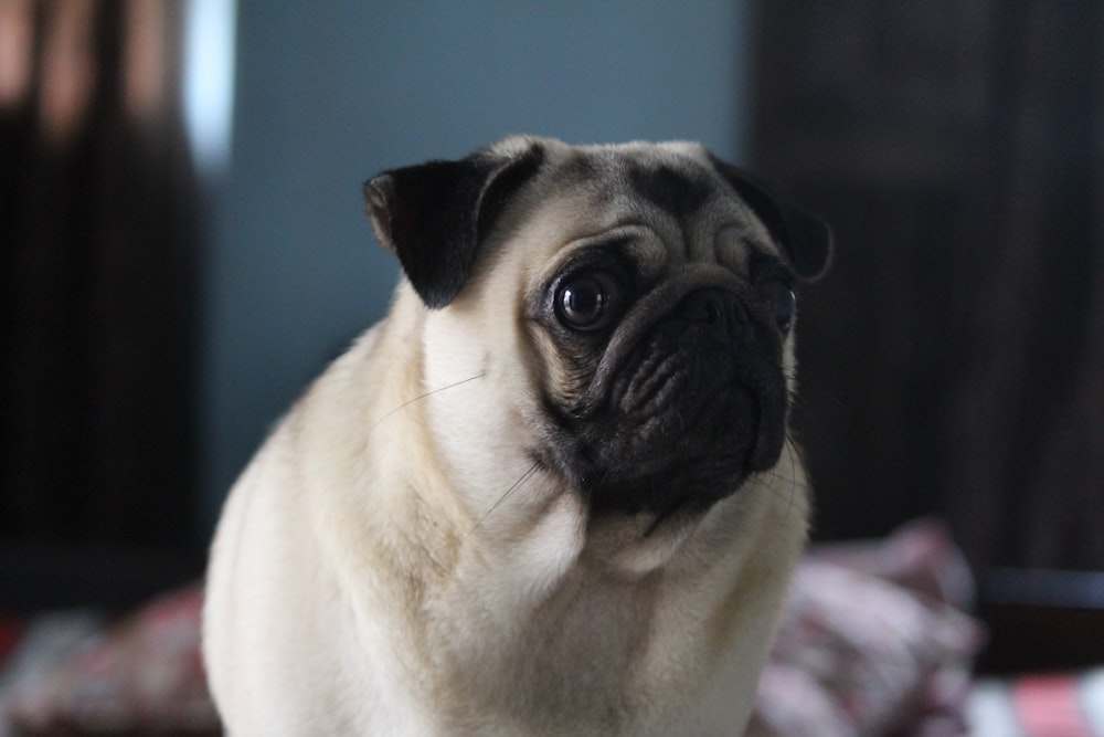selective focus photography of adult pug
