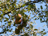 Wide shot of the apple orchard under a bright blue sky with sunlight filtering through leaves.