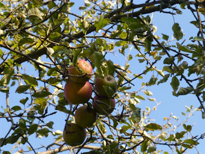 Wide shot of the apple orchard under a bright blue sky with sunlight filtering through leaves.