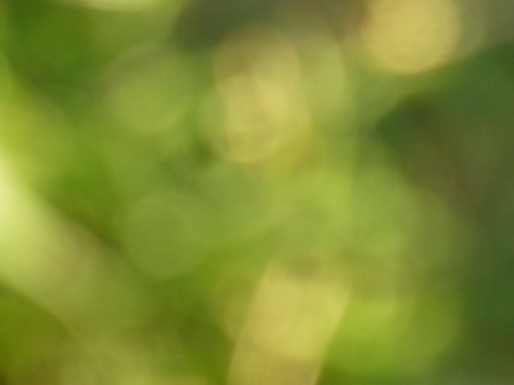 a blurry photo of a bird sitting on a branch